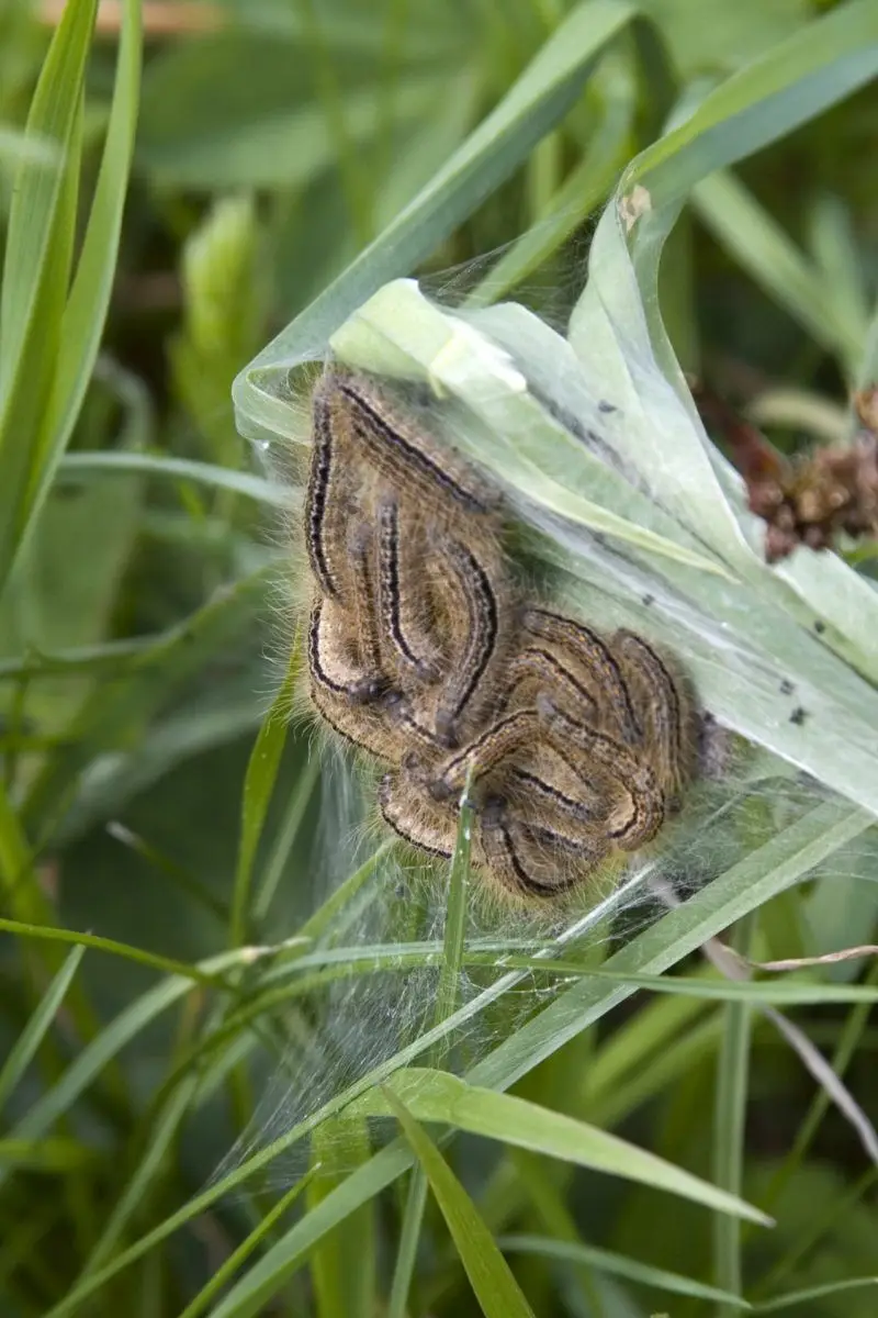 Eichenprozessionsspinner