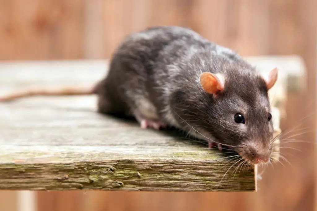 Ratte-Rattenbekämpfung
