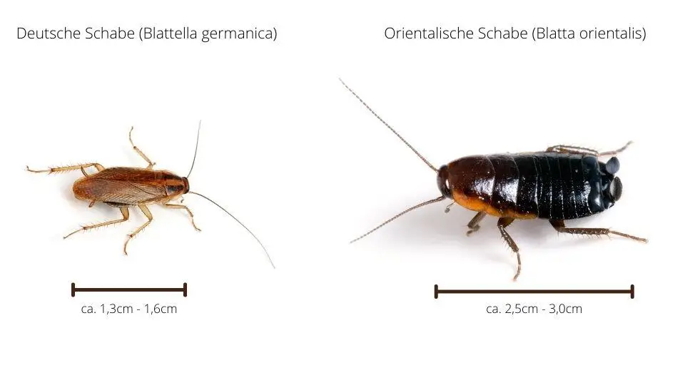 schabenbekaempfung-deutsche-schabe-orientalische-schabe-bekämpfen
