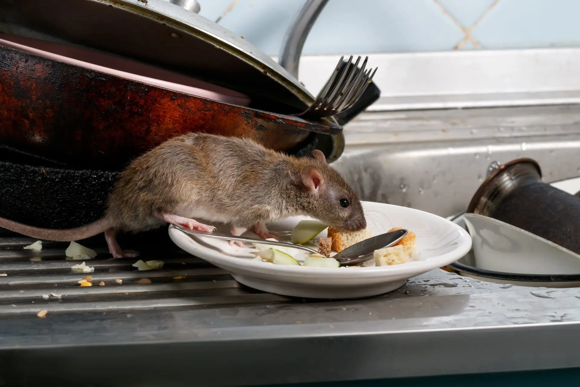 rattenbekämpfung-ratte-bekämpfen-schädlingsbekämpfung